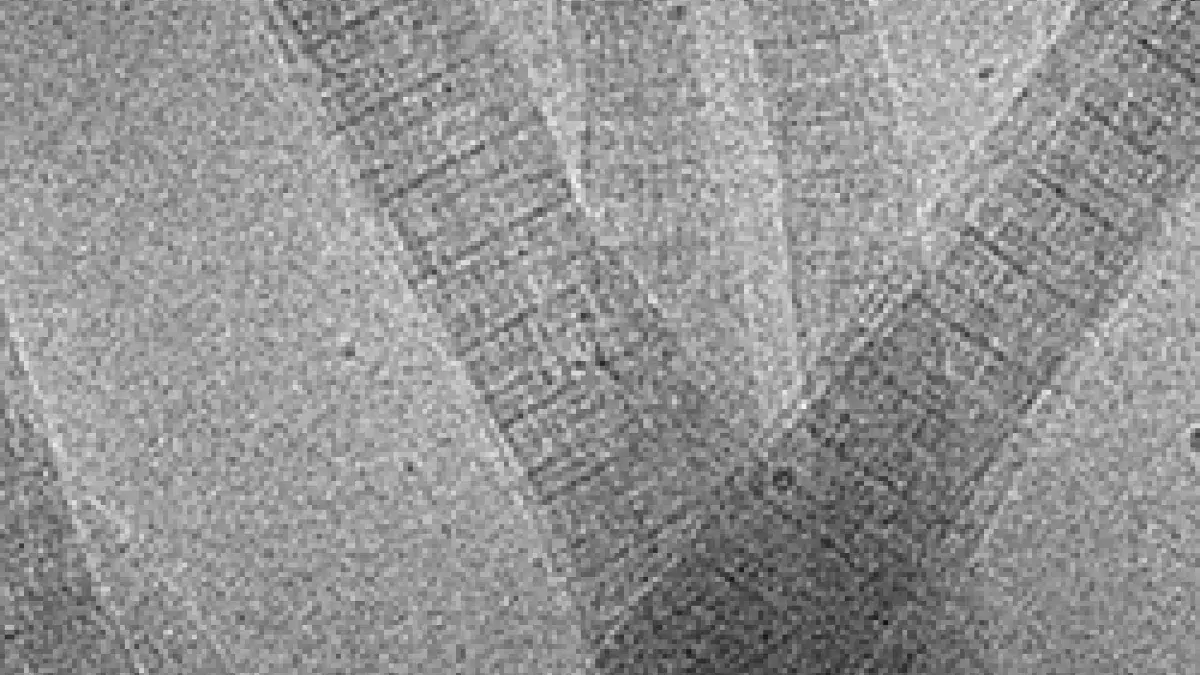 Collagen