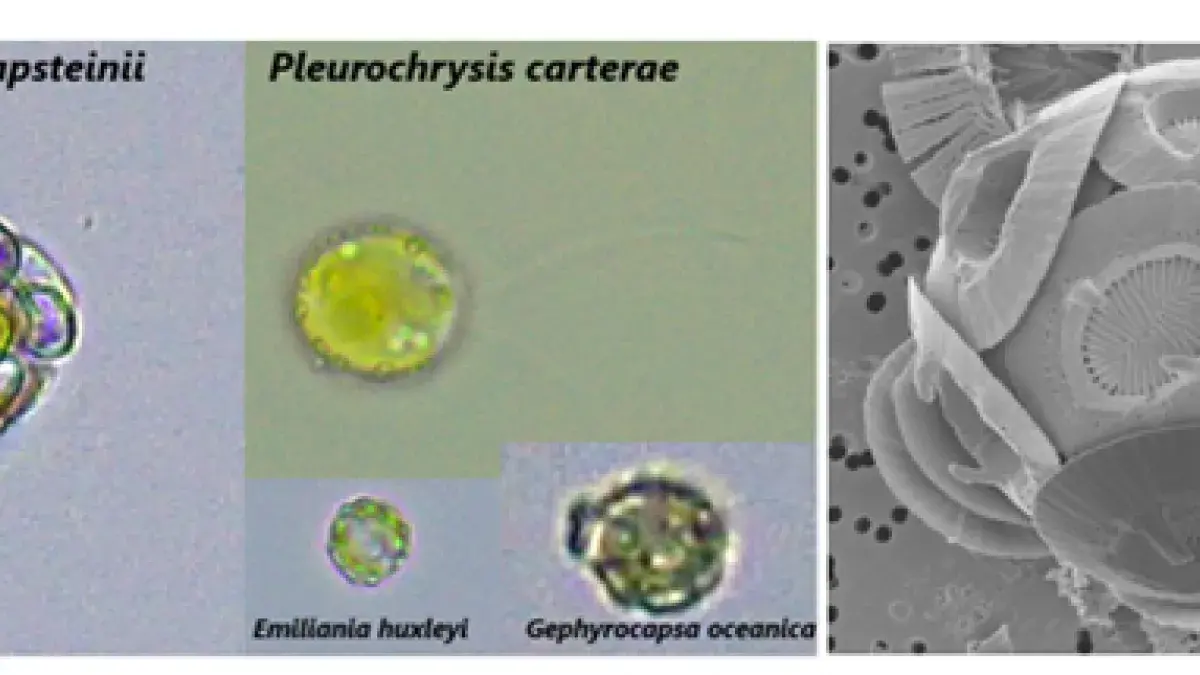 triccas-research diagram