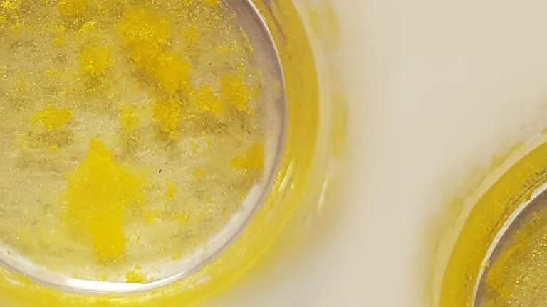 petri dishes