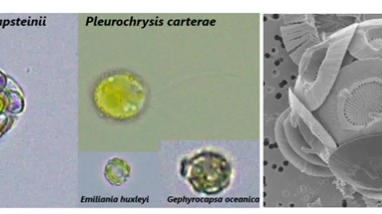 triccas-research diagram