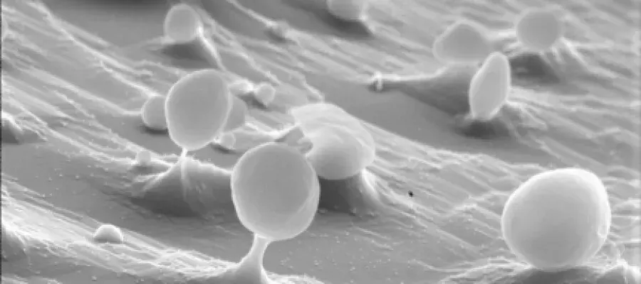 A microscope image of a surface