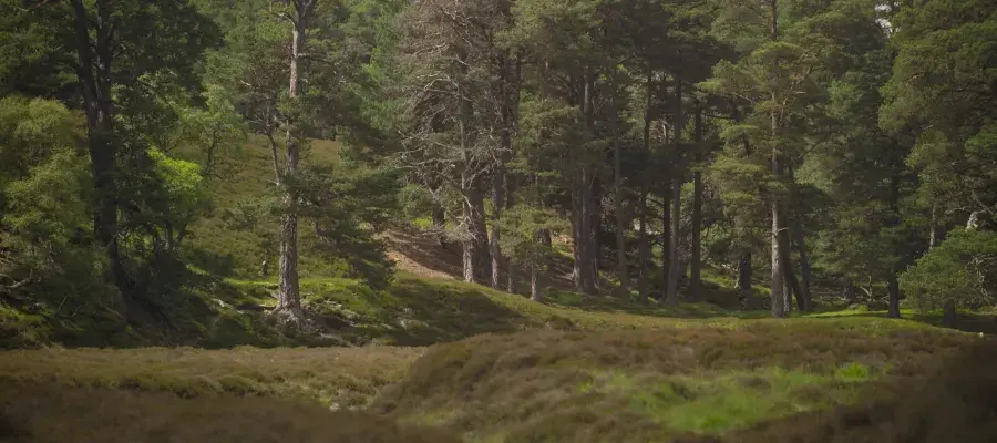 Forest Picture