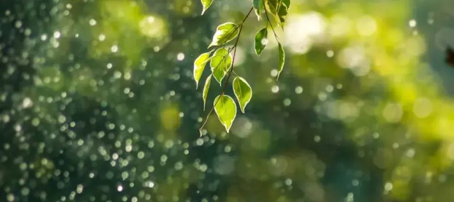 Leaves