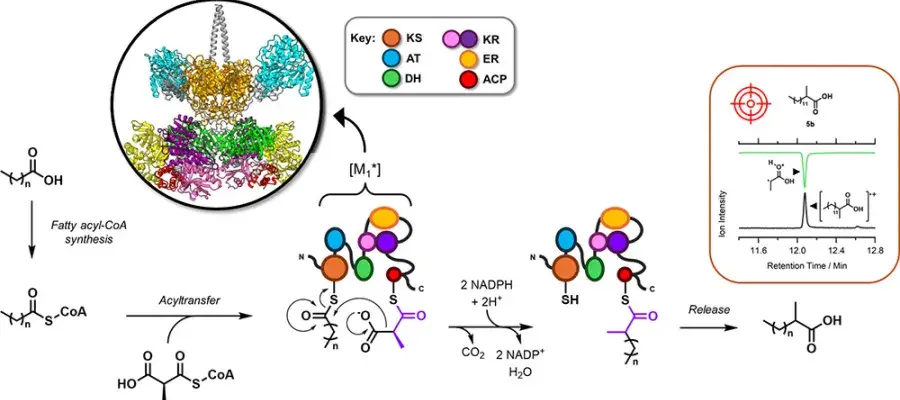 Guerbets Lipids Reaction Scheme