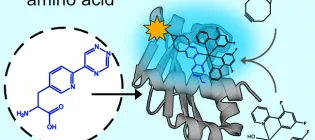 The new dual purpose non-canonical amino acid published by the Jarvis group.