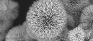 Close image of antimony sulphide iodide (SbSI) 