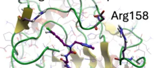 Molecular dynamics image of new cyclophilin inhibitor