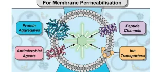 Diagram of the new approach for rapid screening of compounds capable of disrupting or permeabilising biological membranes.