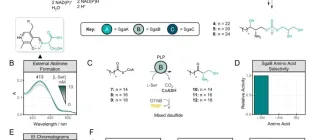 Figure from the Nature Communications paper showing the proposed biosynthesis from the Campopiano Group's work.