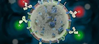 Image showing an extracellular vesicle detected by labelled antibodies (green and red fluorophores) against surface proteins.