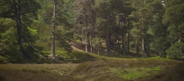 Forest Picture