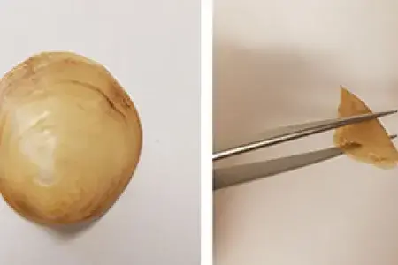 Bending Sea Shells