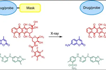bradley-prodrugs