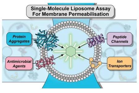 Diagram of the new approach for rapid screening of compounds capable of disrupting or permeabilising biological membranes.