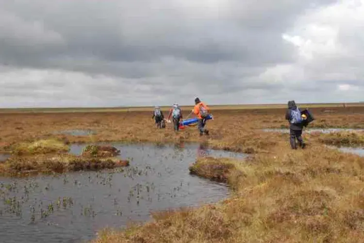 peat-bog