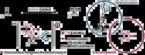  A Boron–Oxygen Transborylation Strategy for a Catalytic Midland Reduction