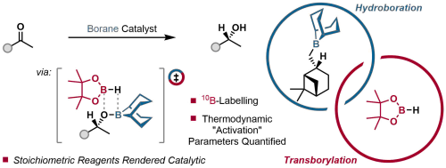  A Boron–Oxygen Transborylation Strategy for a Catalytic Midland Reduction