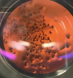 Iron Crystals