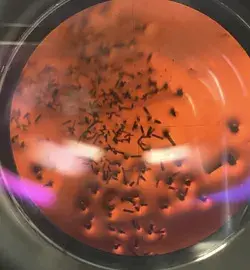 Iron Crystals