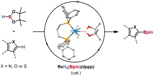 C–H Borylation Catalysis of Heteroaromatics by a Rhenium Boryl Polyhydride