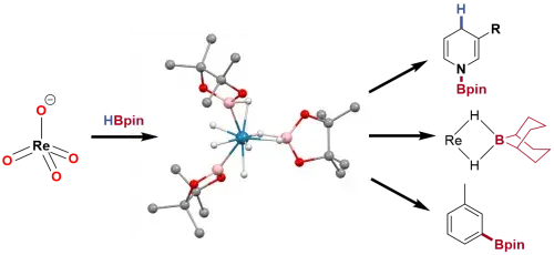 Synthesis and structures of anionic rhenium polyhydride complexes of boron–hydride ligands and their application in catalysis
