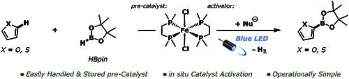 Iron-Catalysed C(sp2 )-H Borylation Enabled by Carboxylate Activation