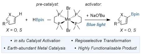 Manganese-Catalyzed C(sp2)-H Borylation of Furan and Thiophene Derivatives