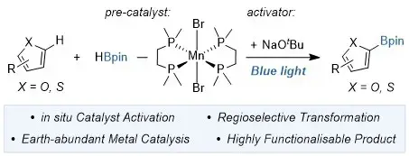 Manganese-Catalyzed C(sp2)-H Borylation of Furan and Thiophene Derivatives