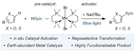 Manganese-Catalyzed C(sp2)-H Borylation of Furan and Thiophene Derivatives