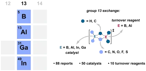 Group 13 Exchange and Transborylation in Catalysis