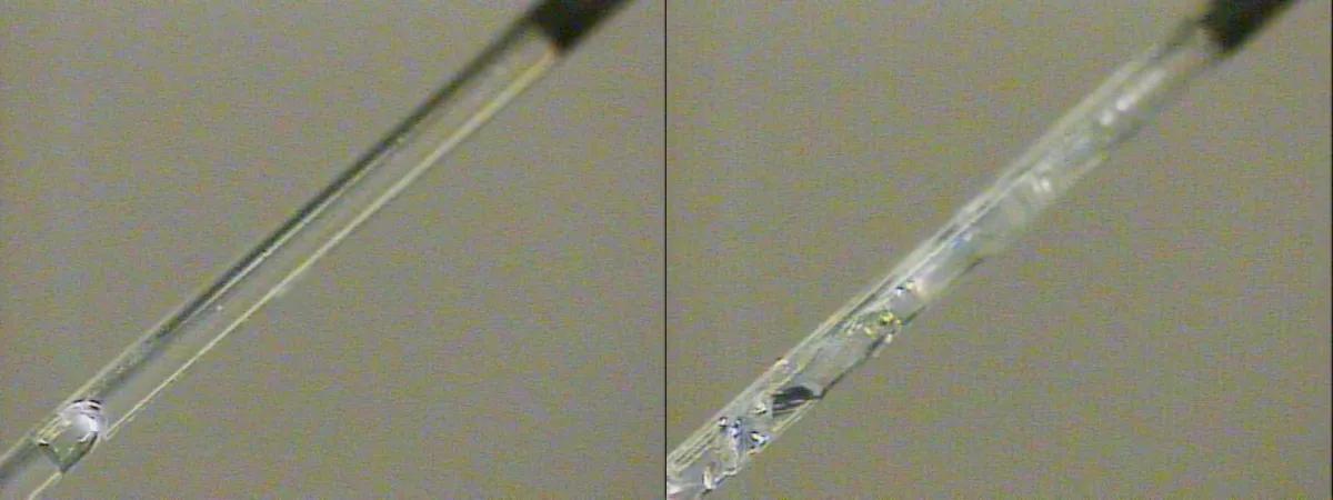 Sample in capillary tube