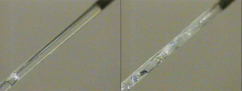 Sample in capillary tube