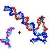 Strand displacement in DNA-based nanodevices and logic