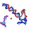 Strand displacement in DNA-based nanodevices and logic