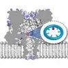In situ synthetic functionalization of a transmembrane protein nanopore