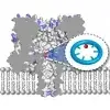 In situ synthetic functionalization of a transmembrane protein nanopore