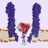 Commentary: Trapped enzyme reveals its unexpected shape-shifting ability