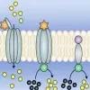 Transmembrane signalling: Membrane messengers