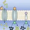 Transmembrane signalling: Membrane messengers