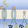 Transmembrane signalling: Membrane messengers