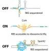 An RNA-dependent mechanism for transient expression of bacterial translocation filaments