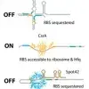 An RNA-dependent mechanism for transient expression of bacterial translocation filaments