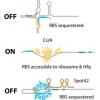 An RNA-dependent mechanism for transient expression of bacterial translocation filaments