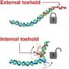 Conformational enhancement of fidelity in toehold-sequestered DNA nanodevices