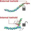 Conformational enhancement of fidelity in toehold-sequestered DNA nanodevices