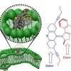 Commentary: Nanomachines can bore cancer cells to death