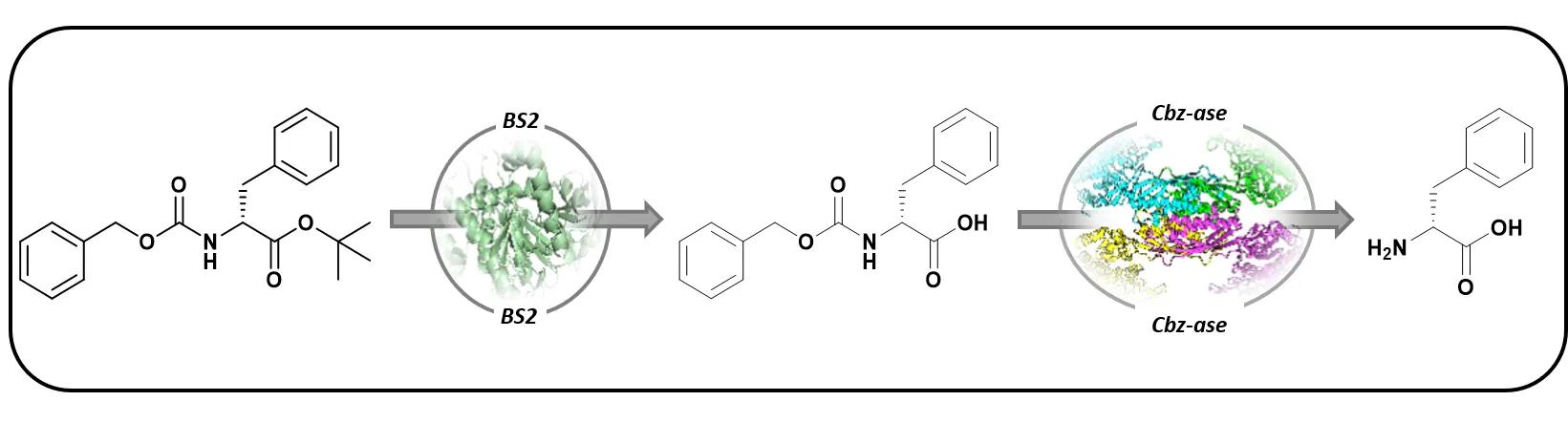 Graphical abtract of the deprotection cascade presented in the paper.
