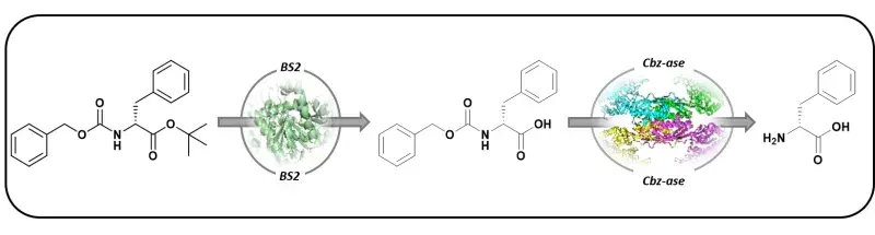 Graphical abtract of the deprotection cascade presented in the paper.