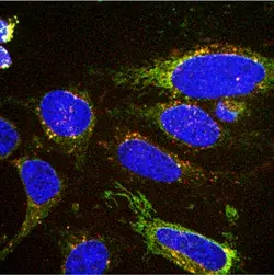 Cell Imaging
