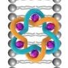 Transmembrane ion channels formed by a star of David [2]catenane and a molecular pentafoil knot